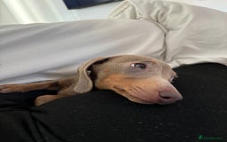 Miniature Dachshund dogs for sale: Isabella miniature dachshund  - Advert 5