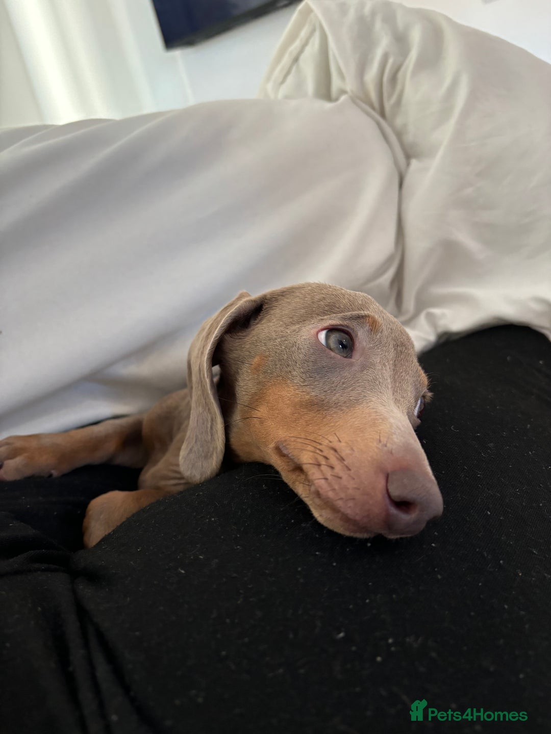 Miniature Dachshund dogs for sale: Isabella miniature dachshund  - Advert 5