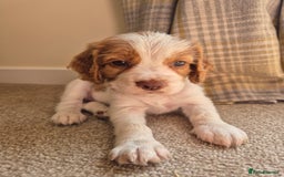 Cocker Spaniel dogs for sale: 1 beautiful Girl left ready to start her education in Salisbury - Image 22