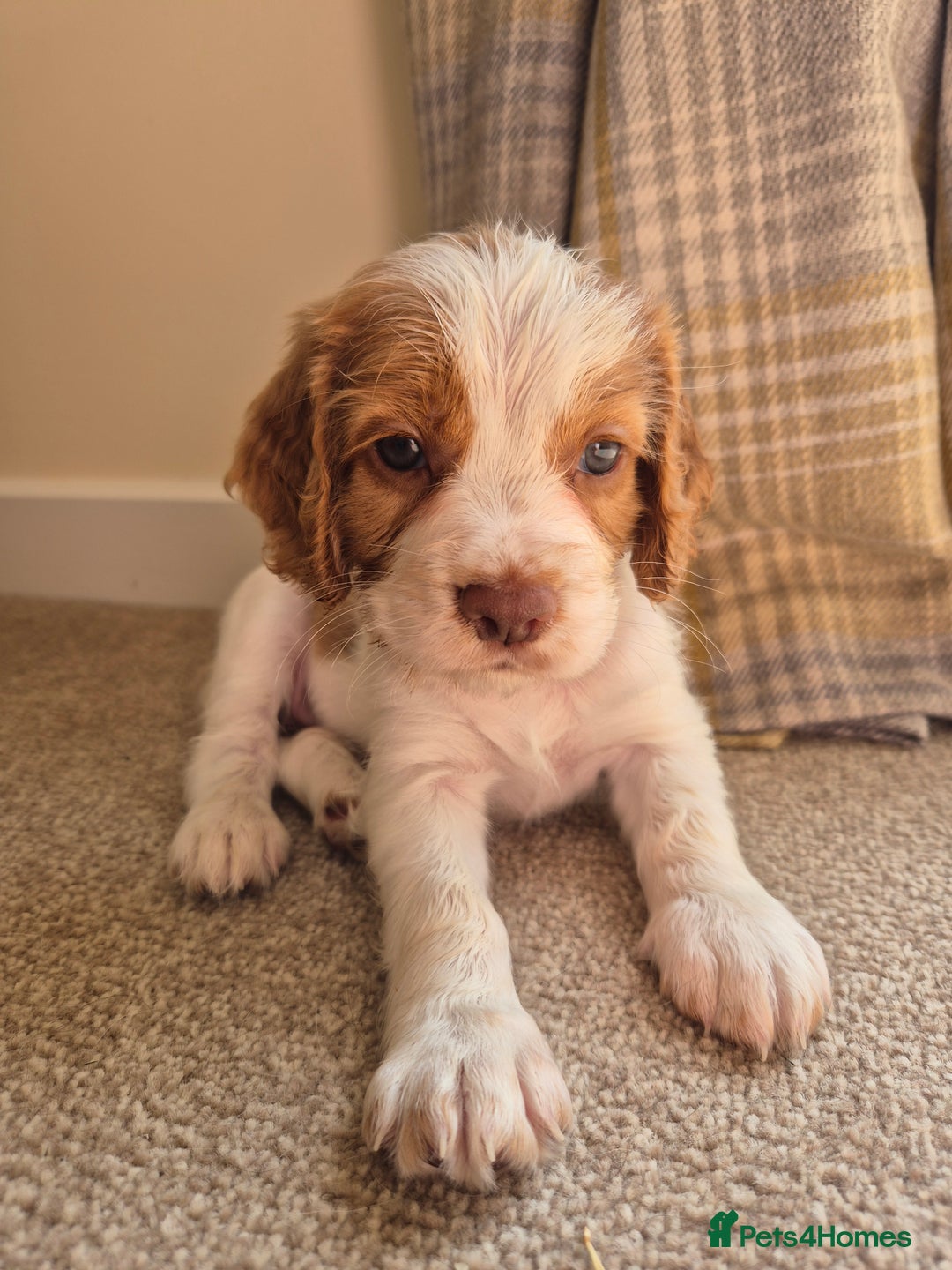 Cocker Spaniel dogs for sale: 1 beautiful Girl left ready to start her education in Salisbury - Image 22