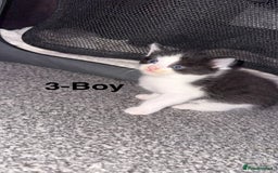 Mixed Breed cats for sale: Fluffy kittens - Image 4