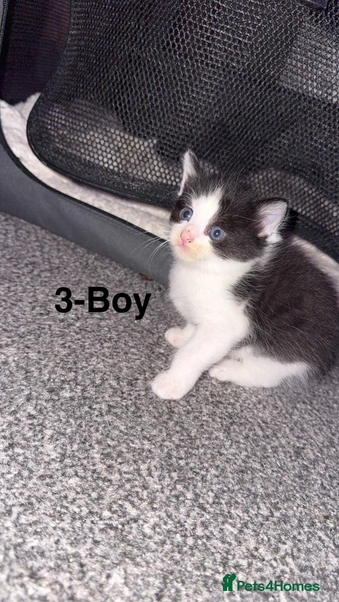Mixed Breed cats for sale: Fluffy kittens - Image 4