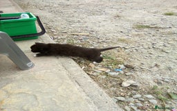 Mixed Breed cats for sale: Three black/white kittens need new home - Image 3