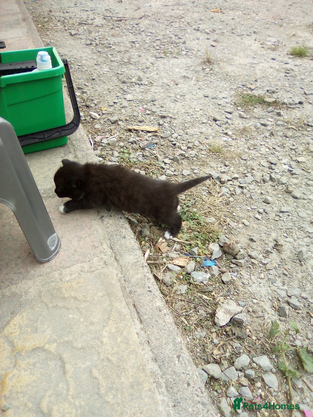 Mixed Breed cats for sale: Three black/white kittens need new home - Image 3