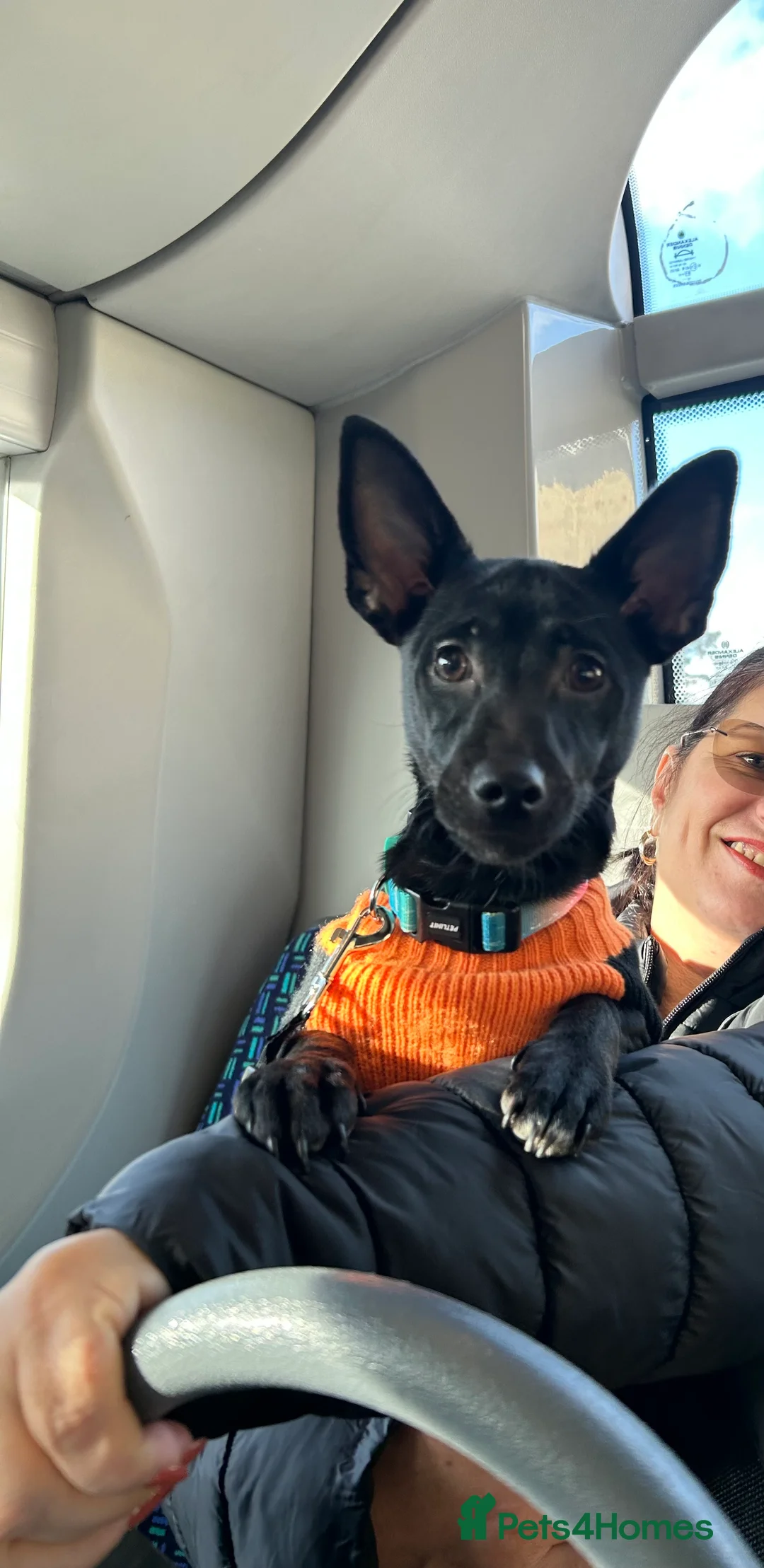 Jack Russell dogs for sale: Jack Russell 8 months old - Advert 3