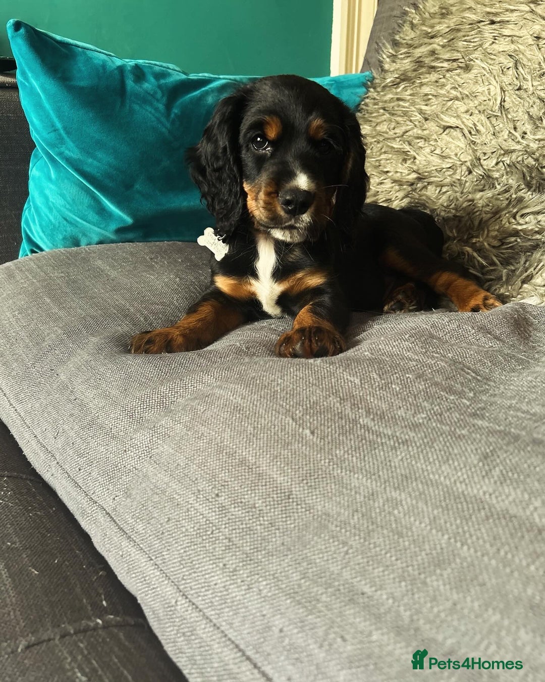 Cocker Spaniel dogs for stud: Black, white and tan Cocker Spaniel for stud - Image 7