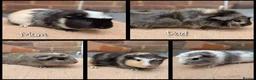 Guinea Pig rodents for sale: 5 Baby Girl Guinea Pigs - Advert 7