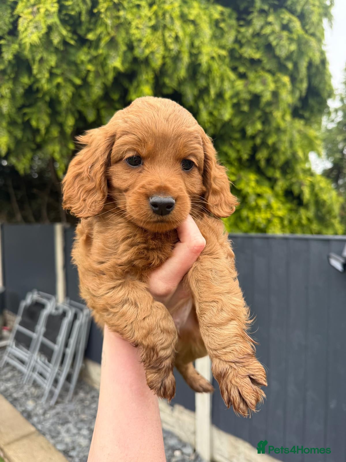 Cockapoo dogs F2 cockapoo Ready Now last male  - Advert 1