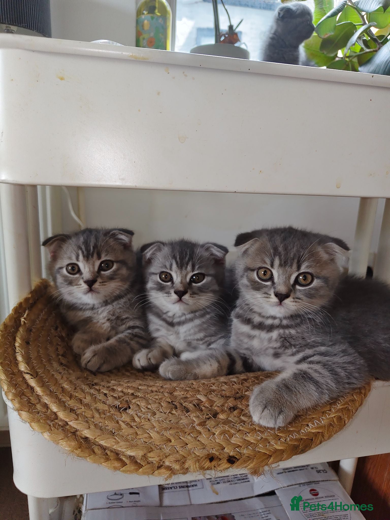 Scottish Fold cats 3 LEFT!!!Pedigree Beautiful Loving Scottish Folds  - Advert 1