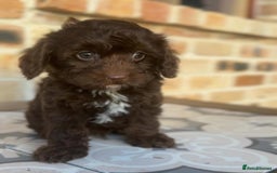 Cavapoo dogs for sale: Beautiful purebred Cavapoo Puppies - Image 5