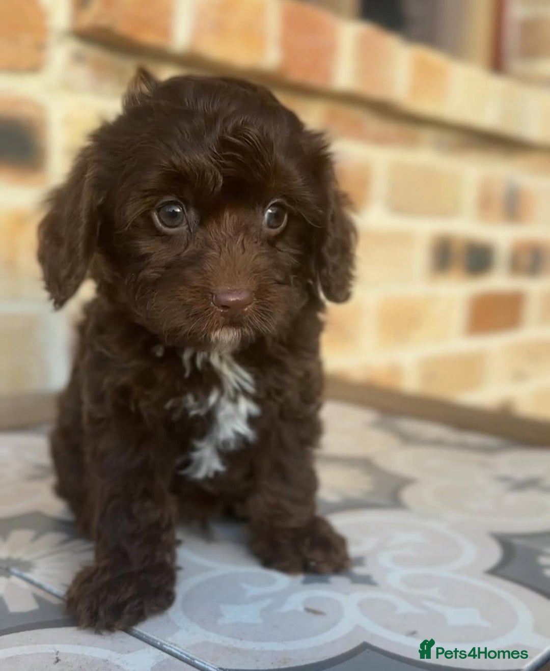 Cavapoo dogs for sale: Beautiful purebred Cavapoo Puppies - Image 5