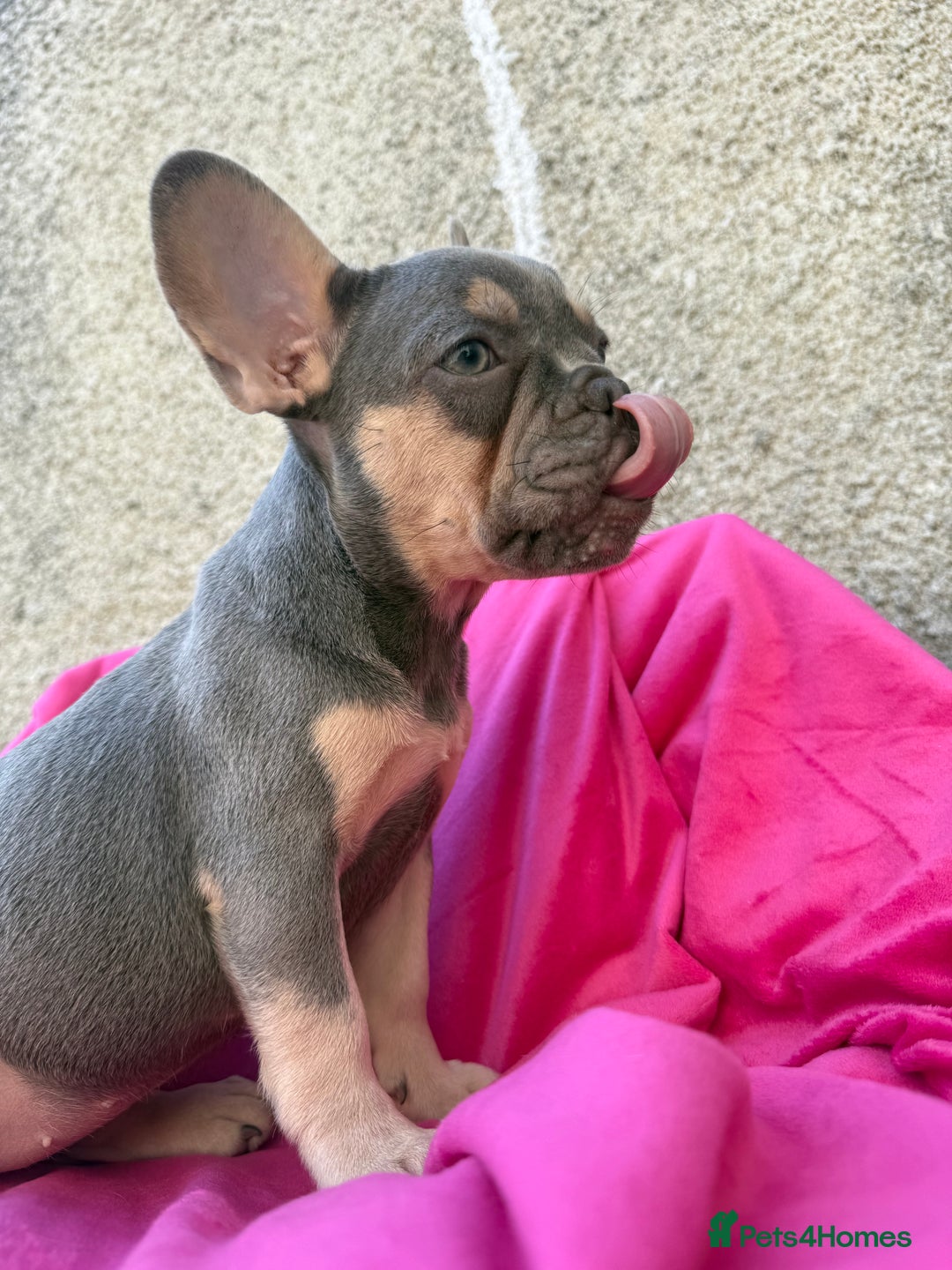 French Bulldog dogs for sale: 🔥READY TODAY Quality KC French Bulldog Puppies✨🔥 - Image 19