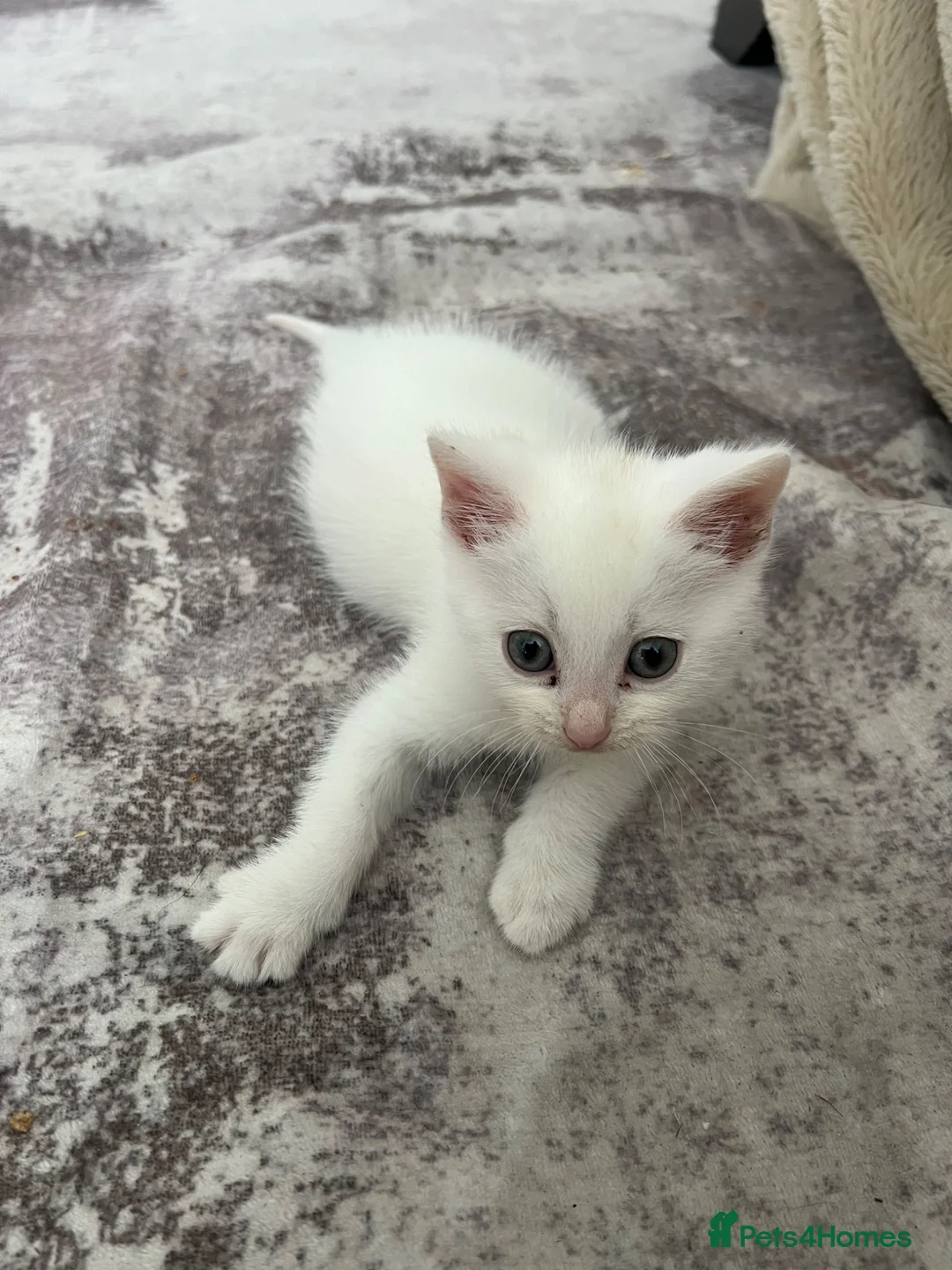 Mixed Breed cats for sale: Adorable white kitten  - Advert 2