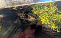 Turtle reptiles for sale: 2 Musk Turtles and 40 gallon tank set up - Image 4
