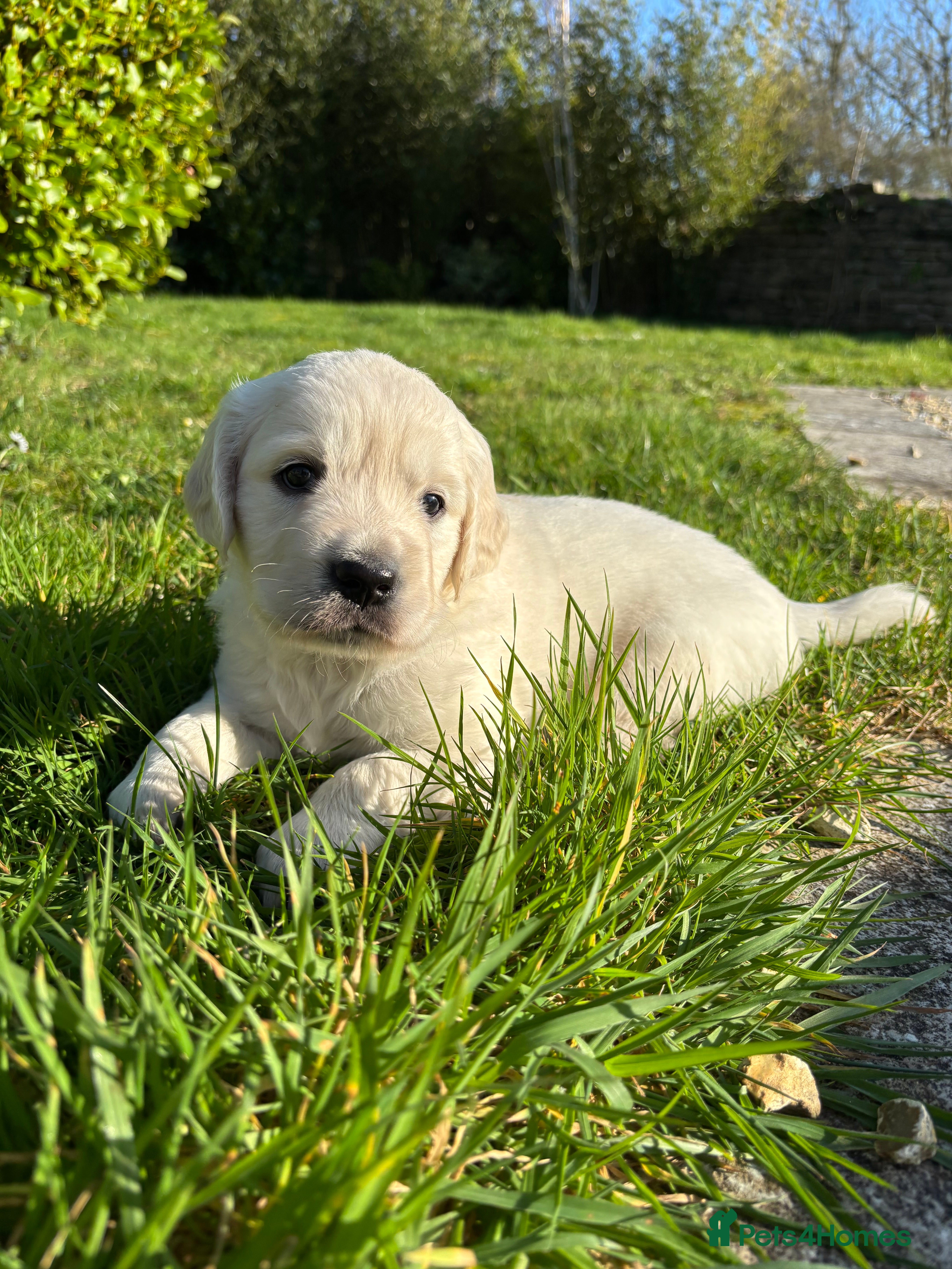 Golden Retriever dogs Ready this weekend last boy puppy looking for home - Advert 6