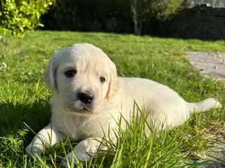 Golden Retriever dogs Ready this weekend last boy puppy looking for home - Advert 6