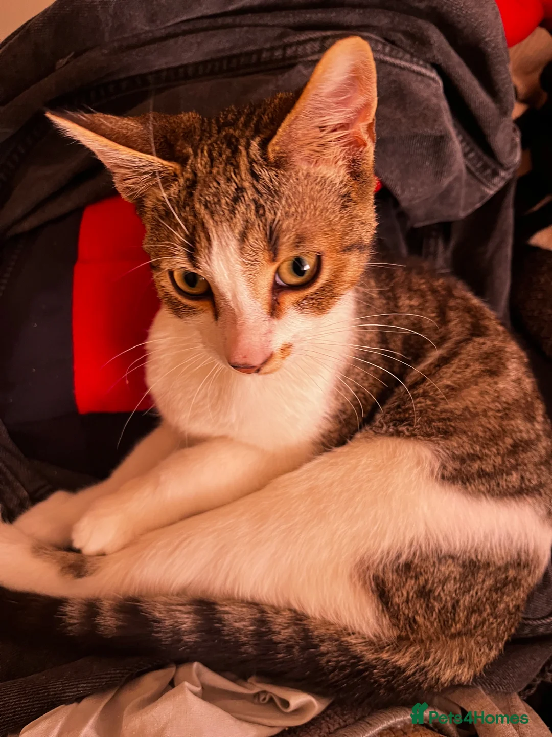 Mixed Breed cats for sale: Cat for sale in Cullompton - Advert 1