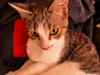 Mixed Breed cats Cat for sale - Advert 3