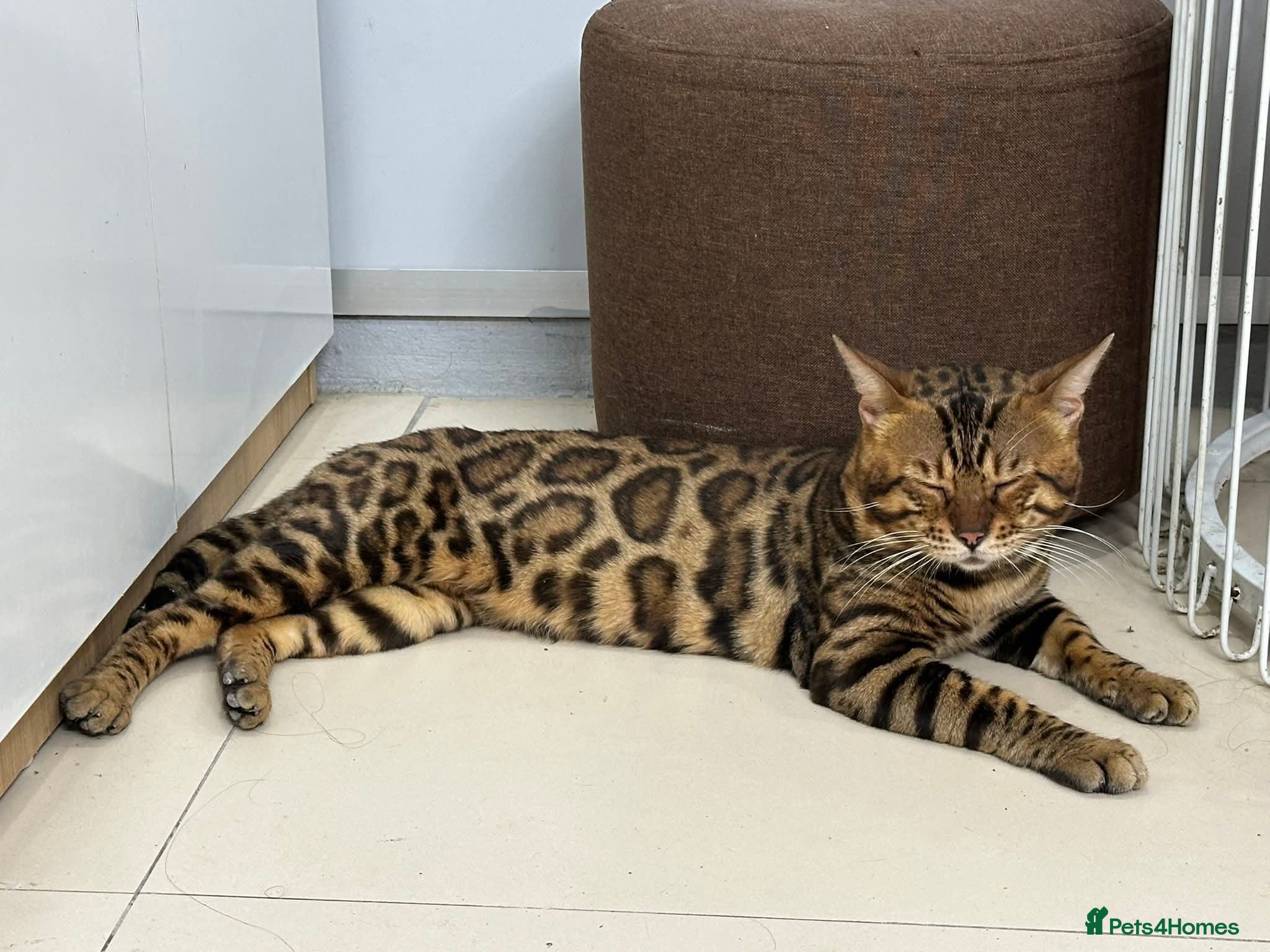 Bengal cats Bengal kittens lovely colours - Advert 2