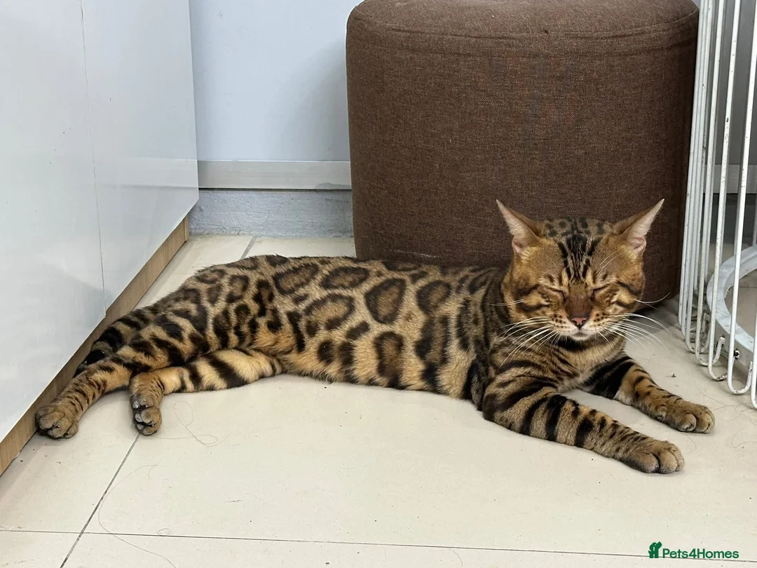 Bengal cats for sale: Bengal kittens lovely colours in Spalding - Advert 1