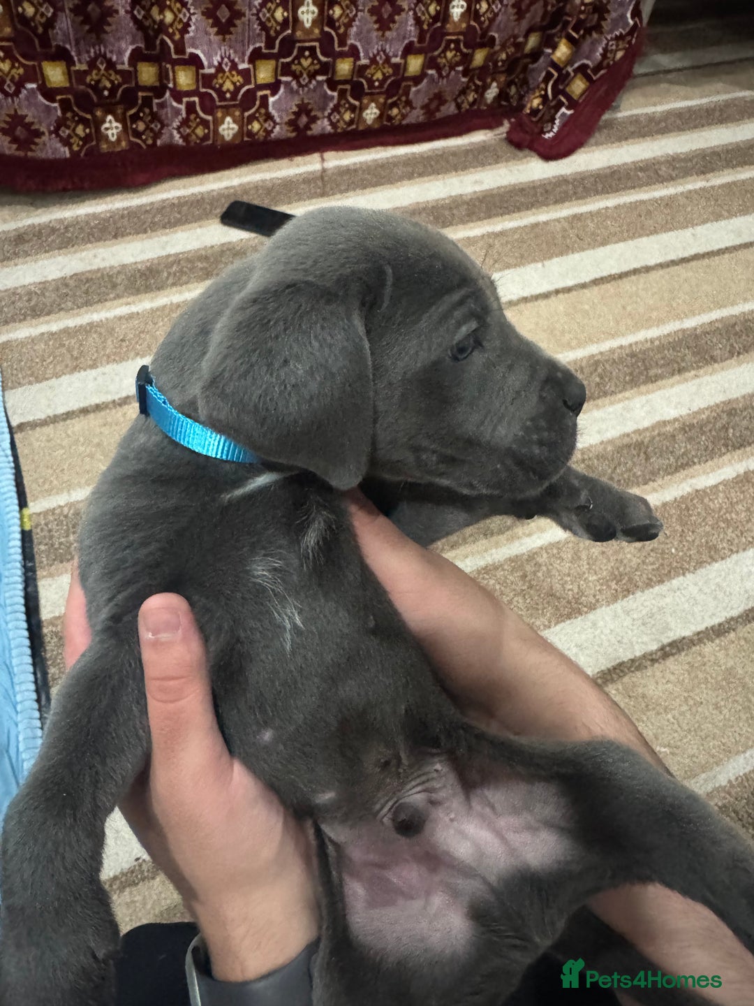 Cane Corso dogs for sale: Pure Pedigree Cane Corso Puppies - Image 13