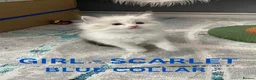 Ragdoll cats for sale: 4 lovely Blue Lynx Bicolour Ragdolls Kittens - Advert 20