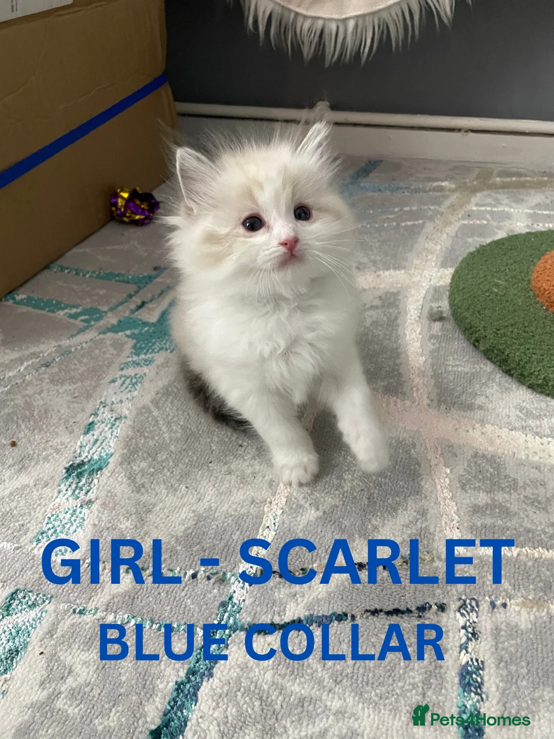 Ragdoll cats for sale: 4 lovely Blue Lynx Bicolour Ragdolls Kittens - Advert 20