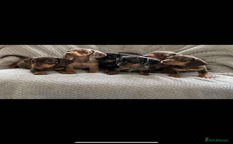 Miniature Dachshund dogs - Advert 16