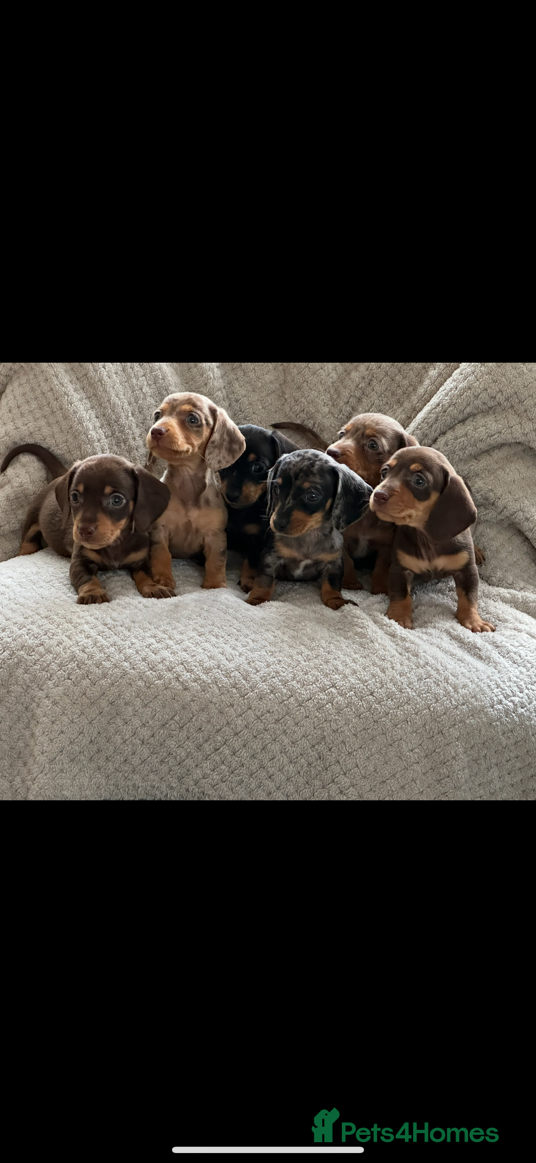 Miniature Dachshund dogs for sale: Kc registered miniature dachshund puppies  - Image 1