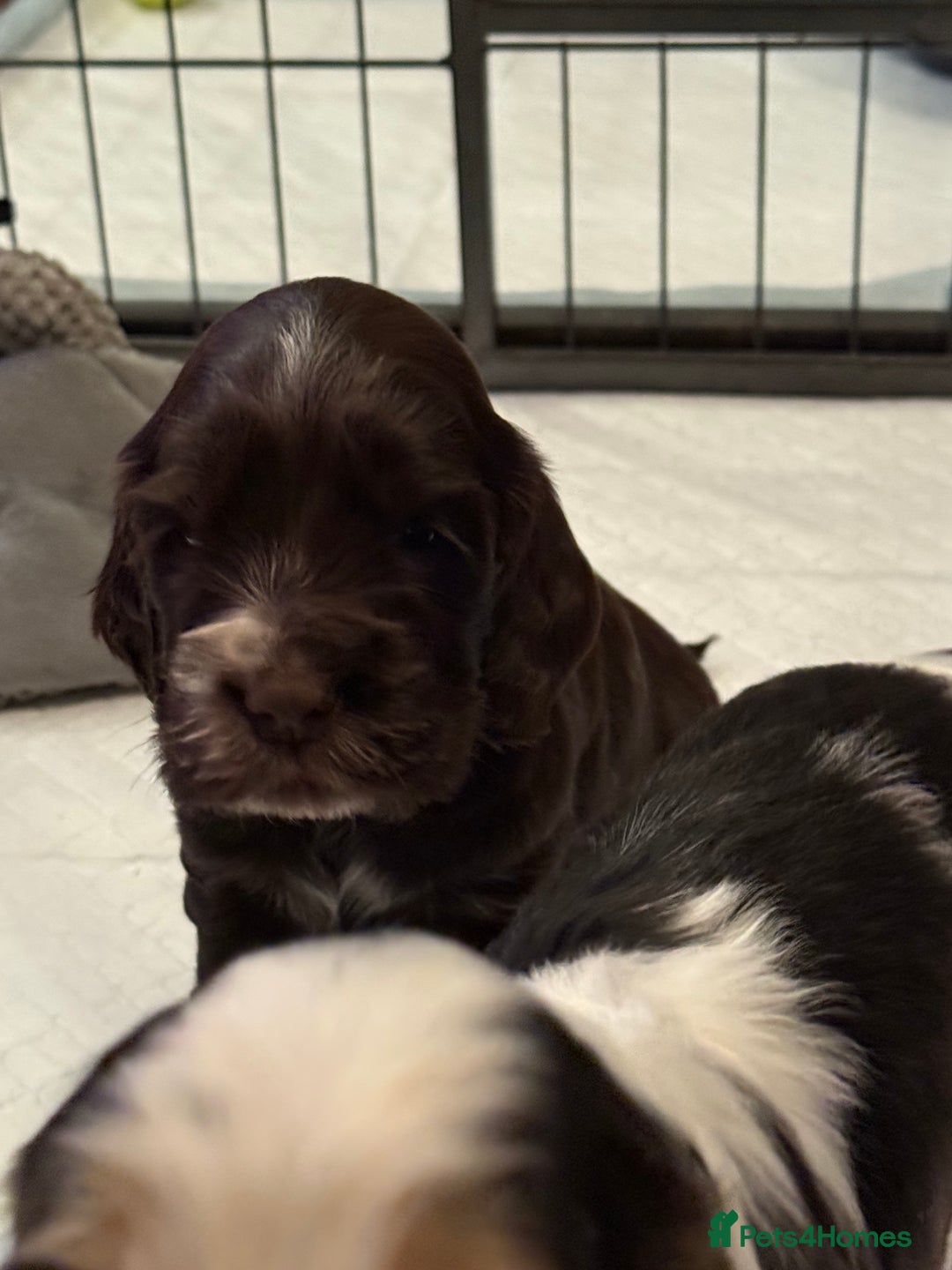 Cocker Spaniel dogs for sale: True to type Show Cocker Spaniels - KC reg parents - Advert 13