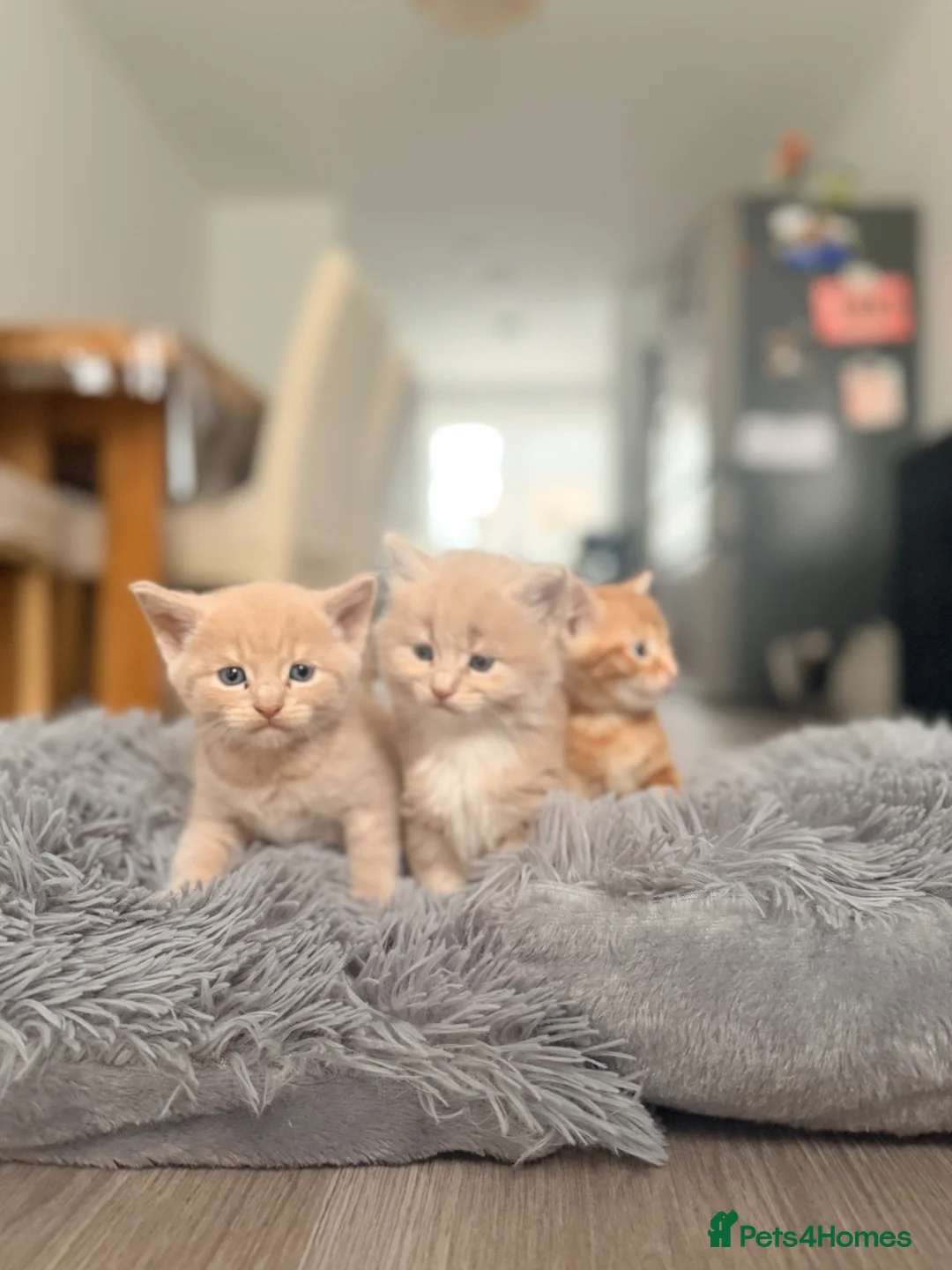 Mixed Breed cats for sale: Maine Coon & British Shorthair  - Advert 2