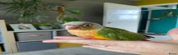Conures birds for sale: Hand reared Green cheek Conures - Advert 4