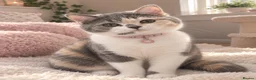 British Shorthair cats for sale:  TICA Reg BlueCream Tortie/White British Shorthair - Advert 4