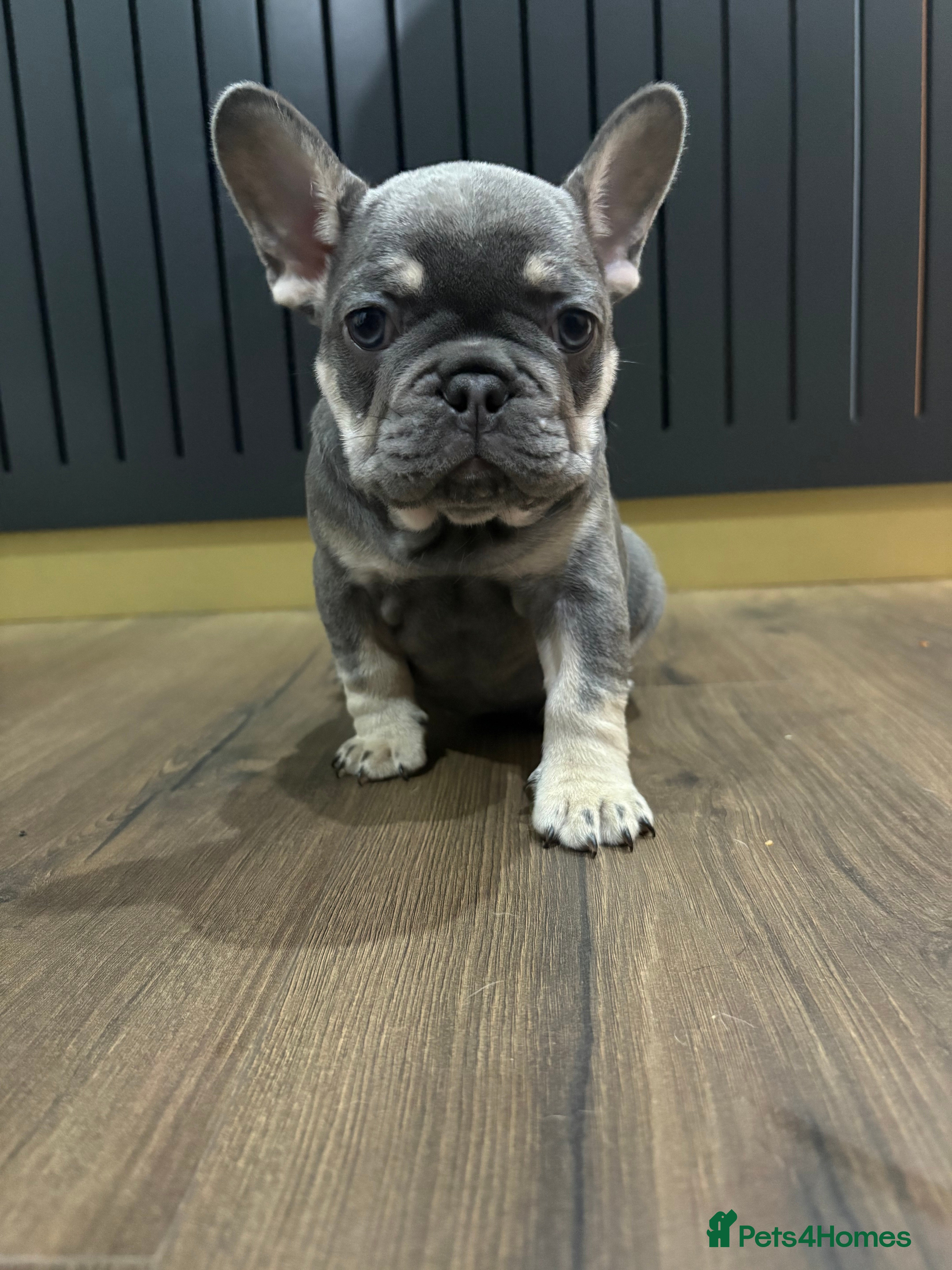French Bulldog dogs French bulldog pups (dwkc registered)  - Advert 16