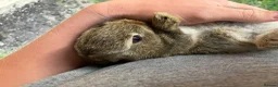Netherland Dwarf rabbits for sale: Reserved! - Advert 4