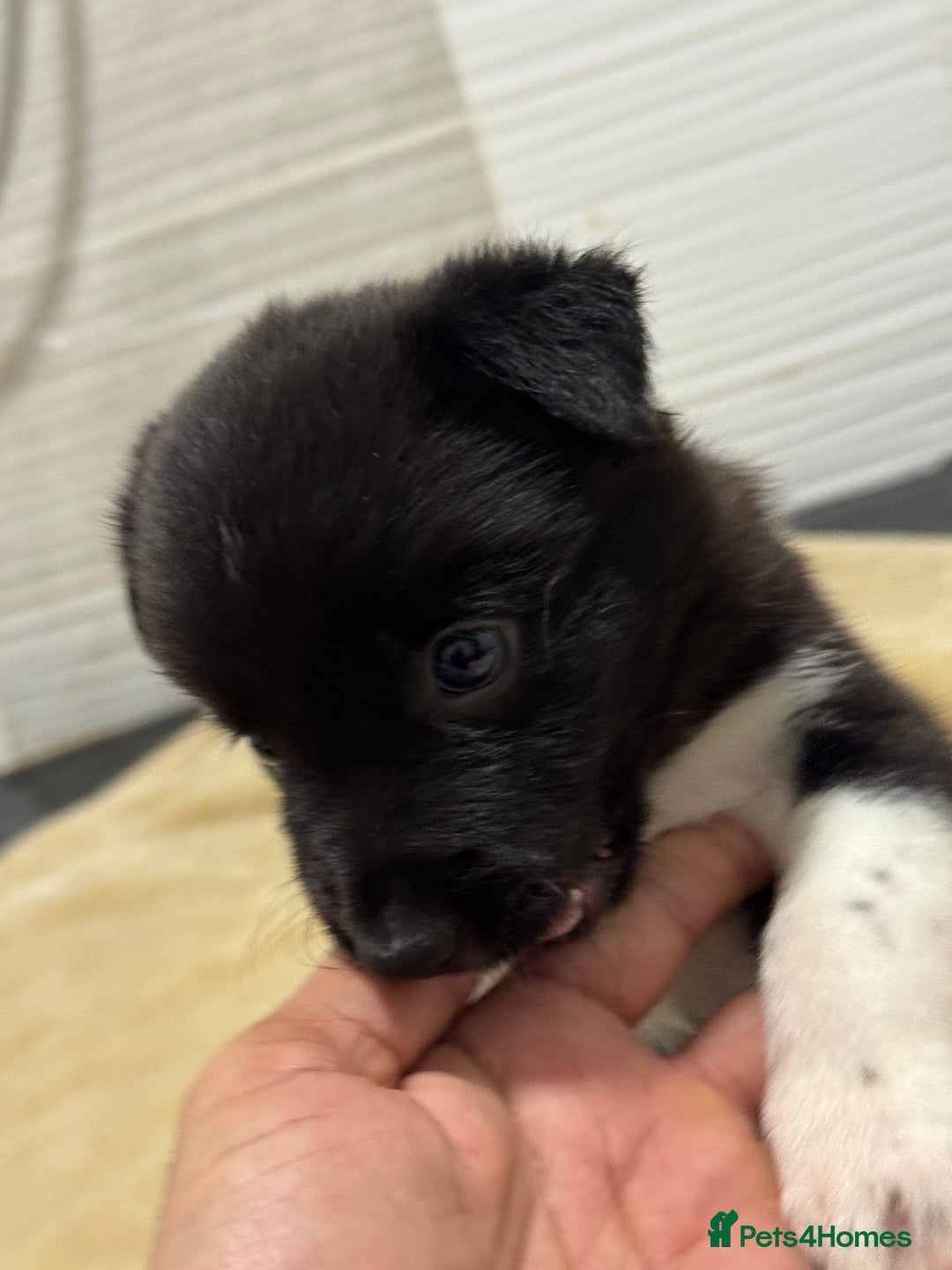 Border Collie dogs for sale: Border Collie Puppies  - Advert 8