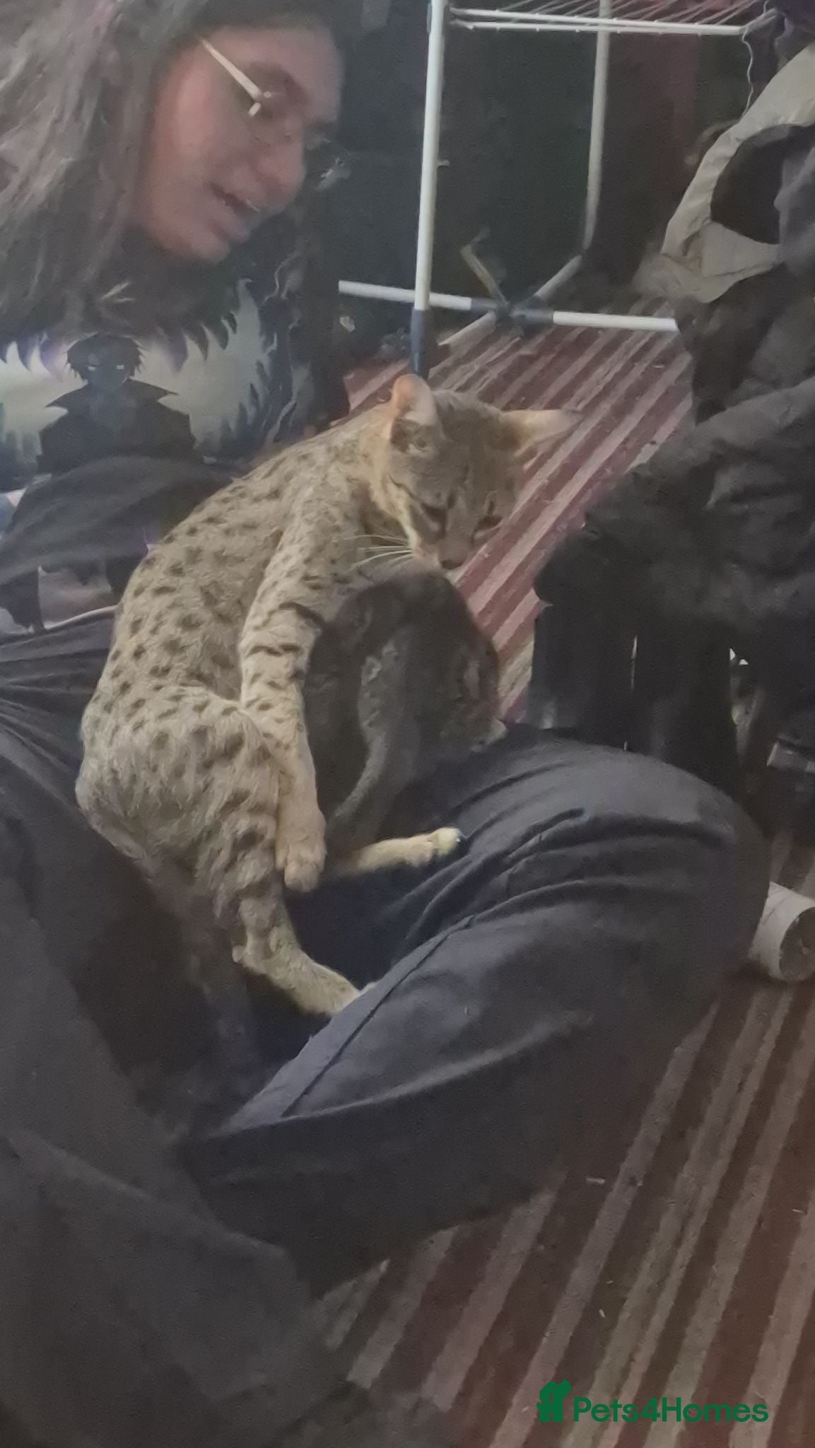 Savannah cats F5 Savannah x DSH kittens  - Advert 6