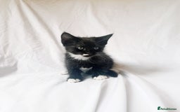 Maine Coon cats for sale: Blue Grey  - Image 10