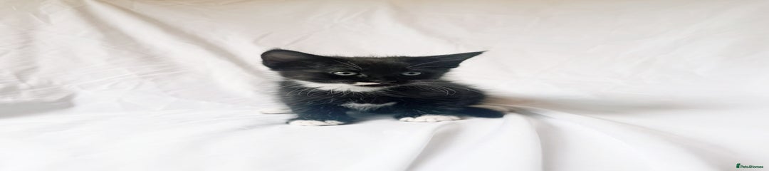 Maine Coon Kitten 4 Whiskers 