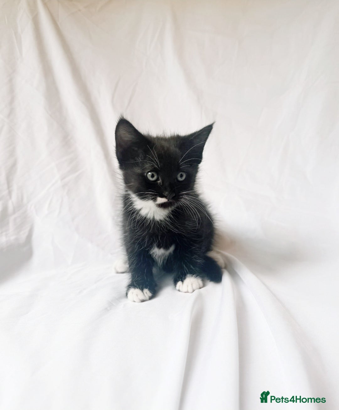 Maine Coon cats for sale: Blue Grey  - Image 10