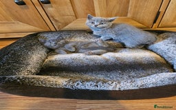 British Shorthair cats for sale: British shorthair kittens for sale   - Advert 10