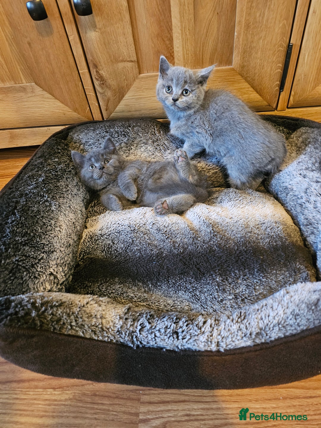 British Shorthair cats for sale: British shorthair kittens for sale   - Advert 10