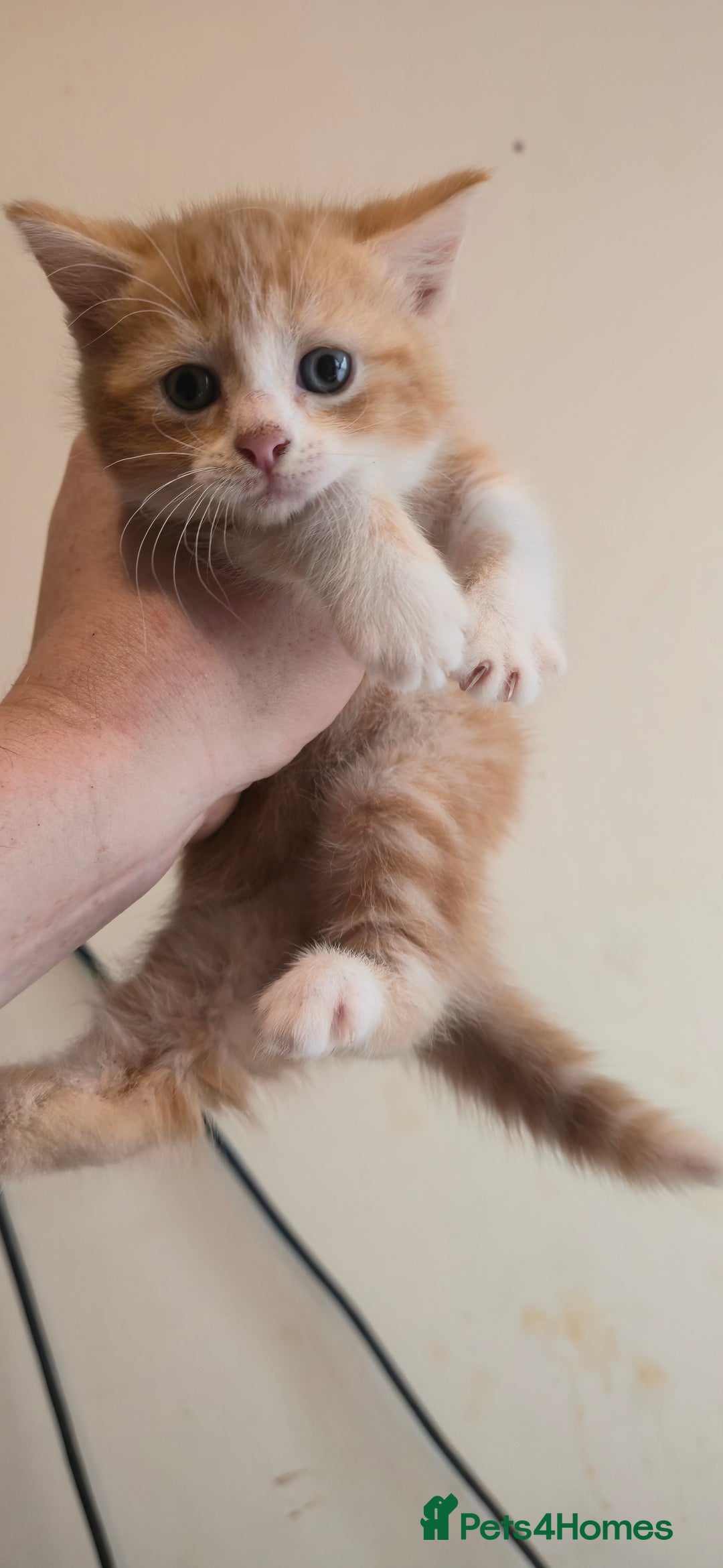 Mixed Breed cats for sale: 8 beautiful kittens ready for 1/09/2025 - Image 14