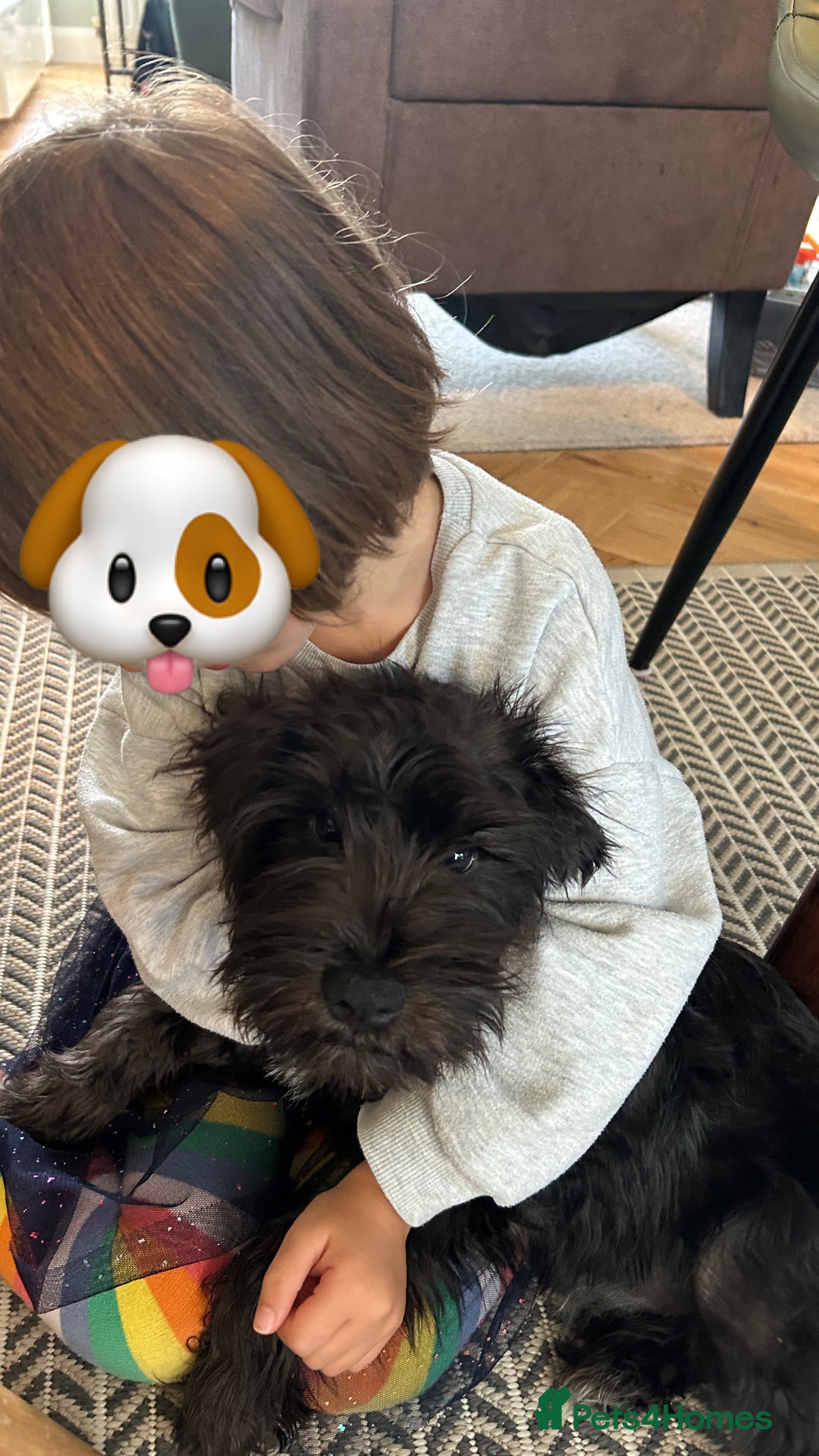 Miniature Schnauzer dogs for sale: Lovely KC Mini Schnauzer 4 months Fully Vaccinated - Image 13