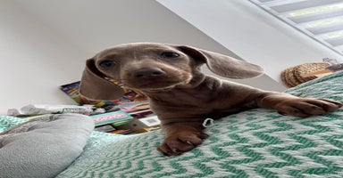 Miniature Dachshund dogs - Advert 14