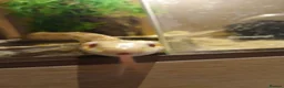 Corn Snake reptiles for sale: Corn snake + Full setup in Bournemouth - Advert 6