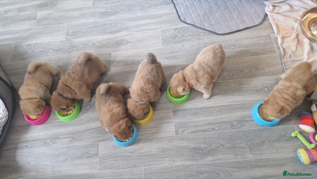 Chow Chow dogs for sale: Chow chow puppies - Image 18