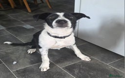 Border Collie dogs for sale: Butch  - Image 1