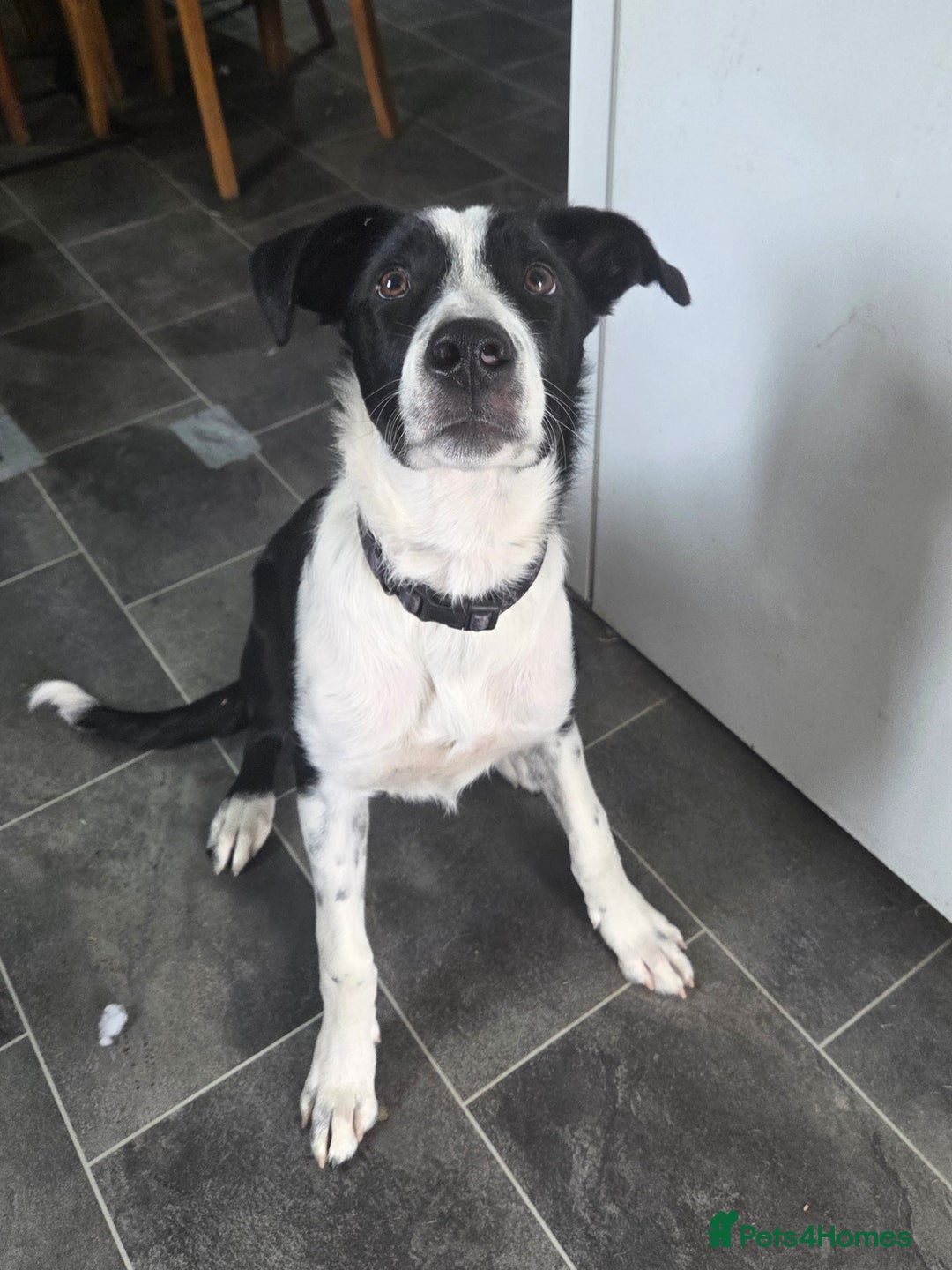 Border Collie dogs for sale: Butch  - Image 1