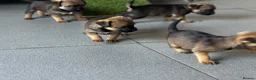 Border Terrier dogs for sale: KC Border Terrier puppies (SLEM Clear) - Advert 7